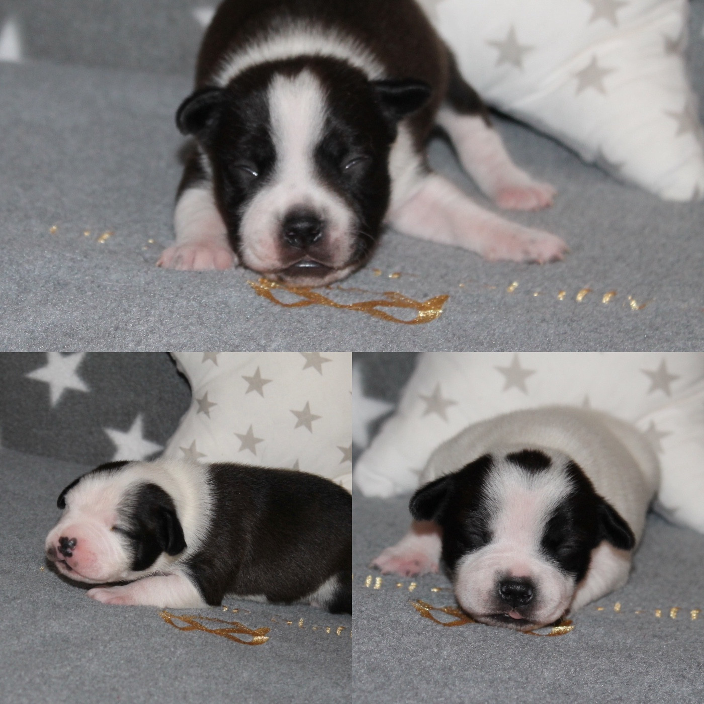 Chiot Staffordshire Bull Terrier Of Suprême Staffy's