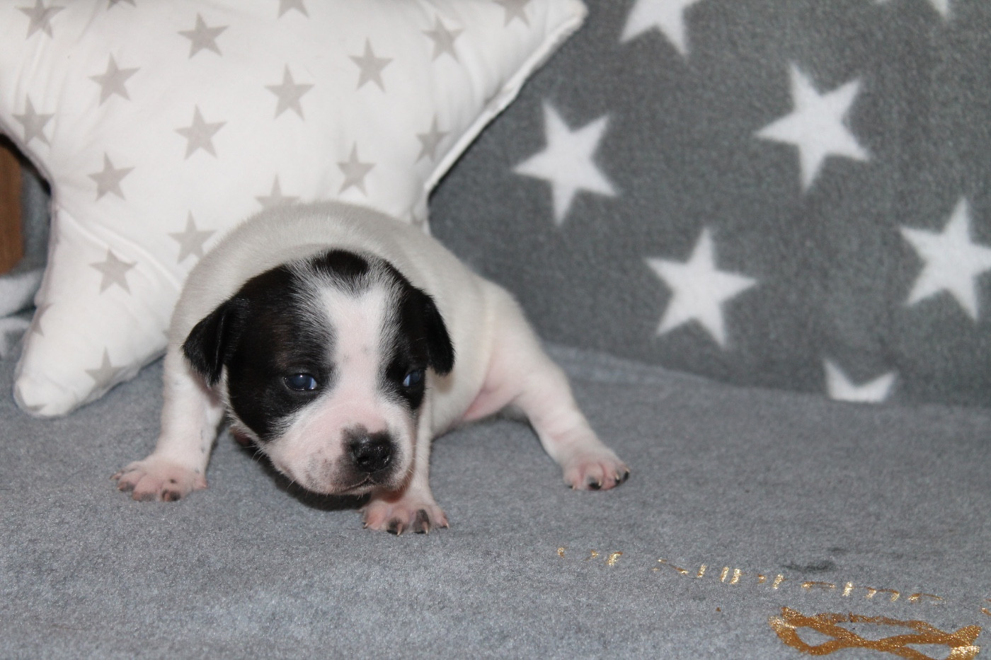 Of Suprême Staffy's - Chiots disponibles - Staffordshire Bull Terrier