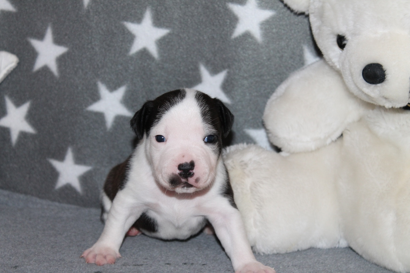 Of Suprême Staffy's - Chiots disponibles - Staffordshire Bull Terrier