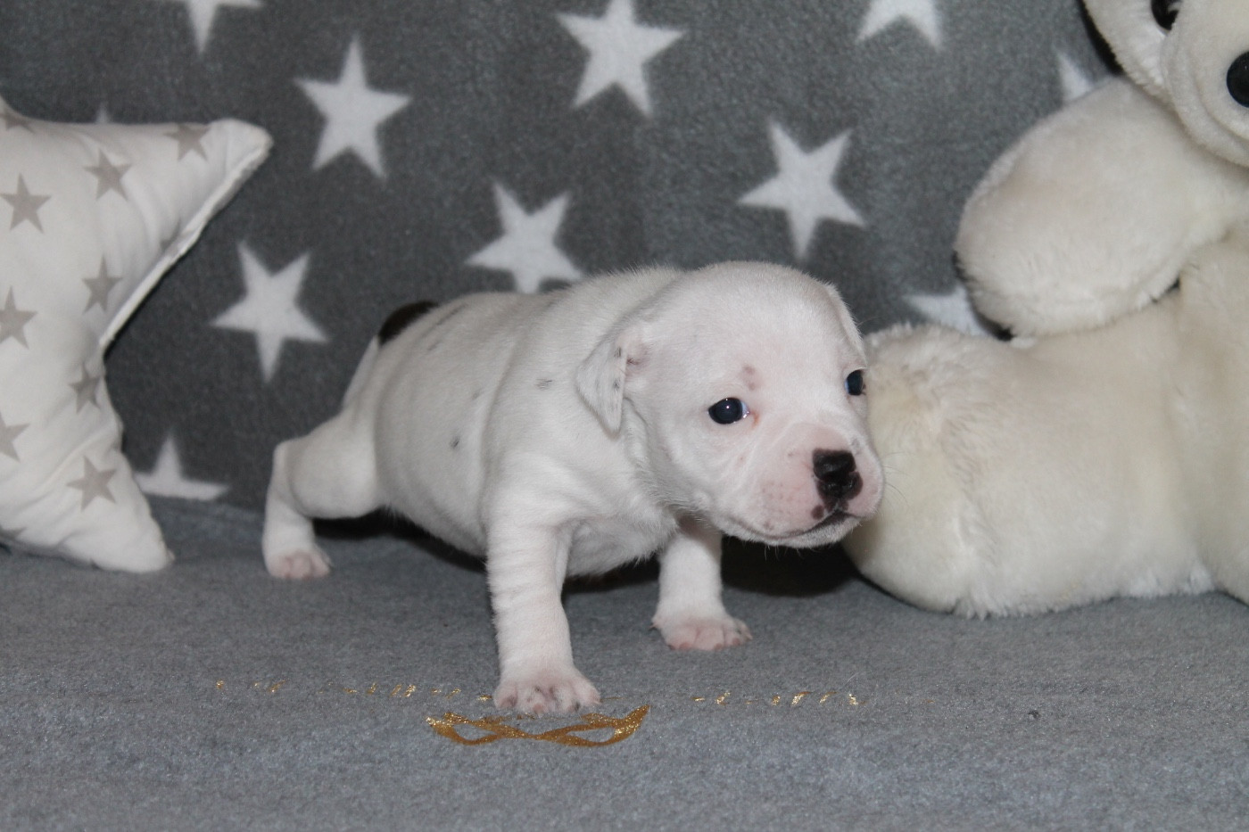 Of Suprême Staffy's - Chiots disponibles - Staffordshire Bull Terrier