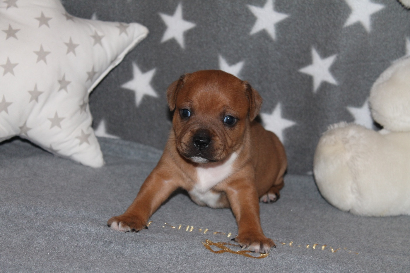 Of Suprême Staffy's - Chiots disponibles - Staffordshire Bull Terrier
