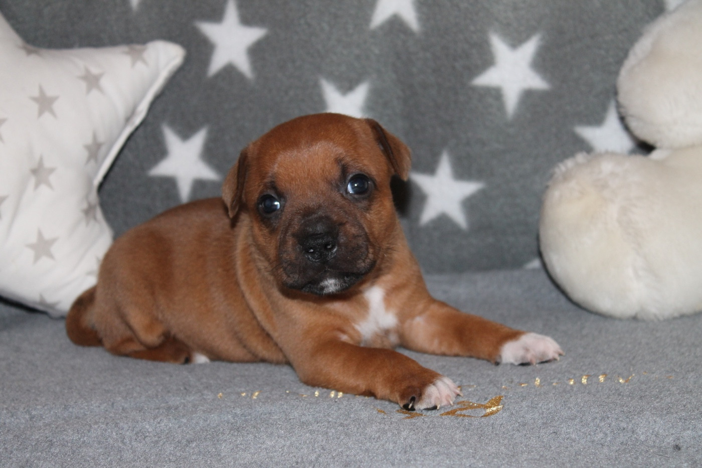 Of Suprême Staffy's - Chiots disponibles - Staffordshire Bull Terrier