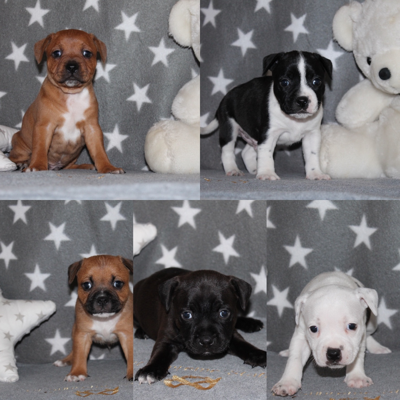 Of Suprême Staffy's - Staffordshire Bull Terrier - Portée née le 16/12/2025