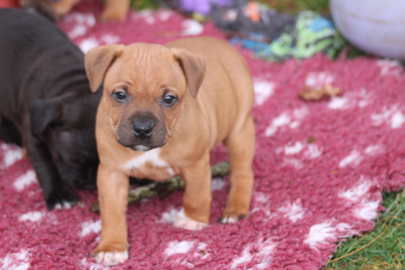 Of Suprême Staffy's - Chiots disponibles - Staffordshire Bull Terrier