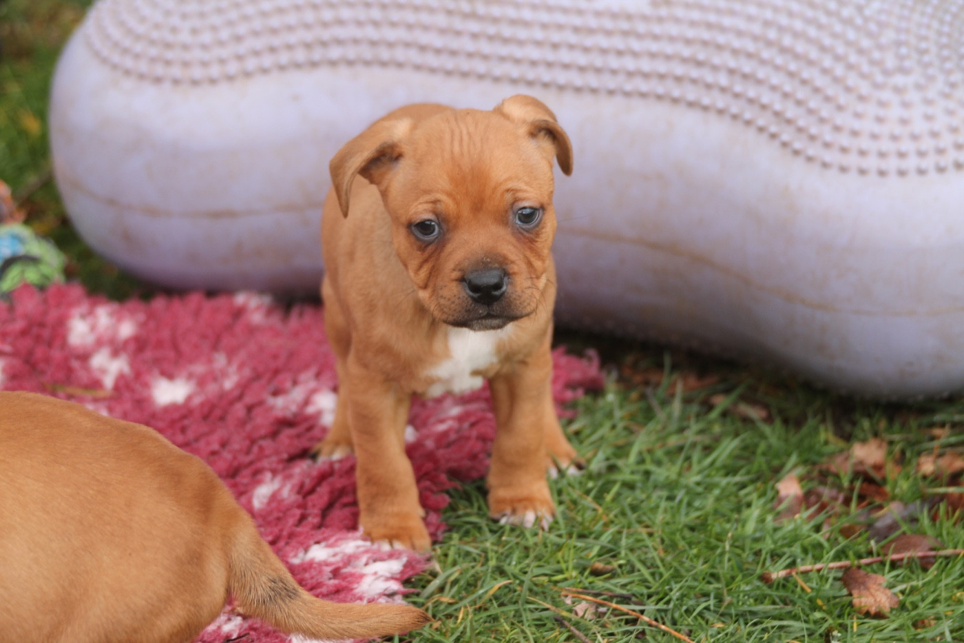 Of Suprême Staffy's - Chiots disponibles - Staffordshire Bull Terrier