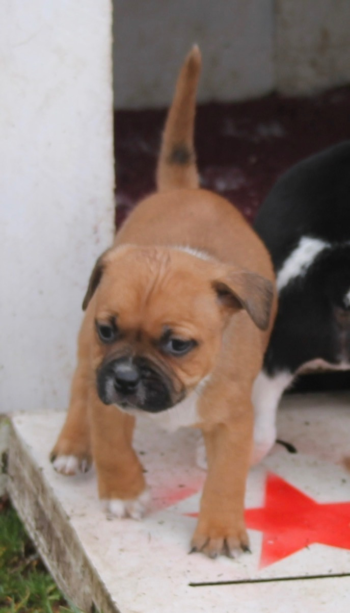 Of Suprême Staffy's - Chiots disponibles - Staffordshire Bull Terrier