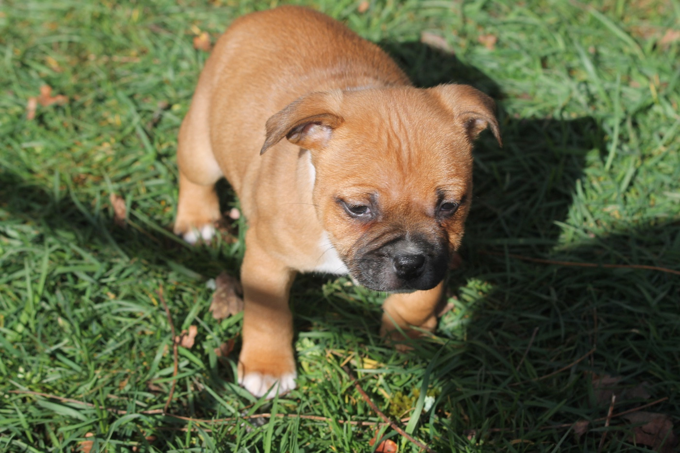 Of Suprême Staffy's - Chiots disponibles - Staffordshire Bull Terrier