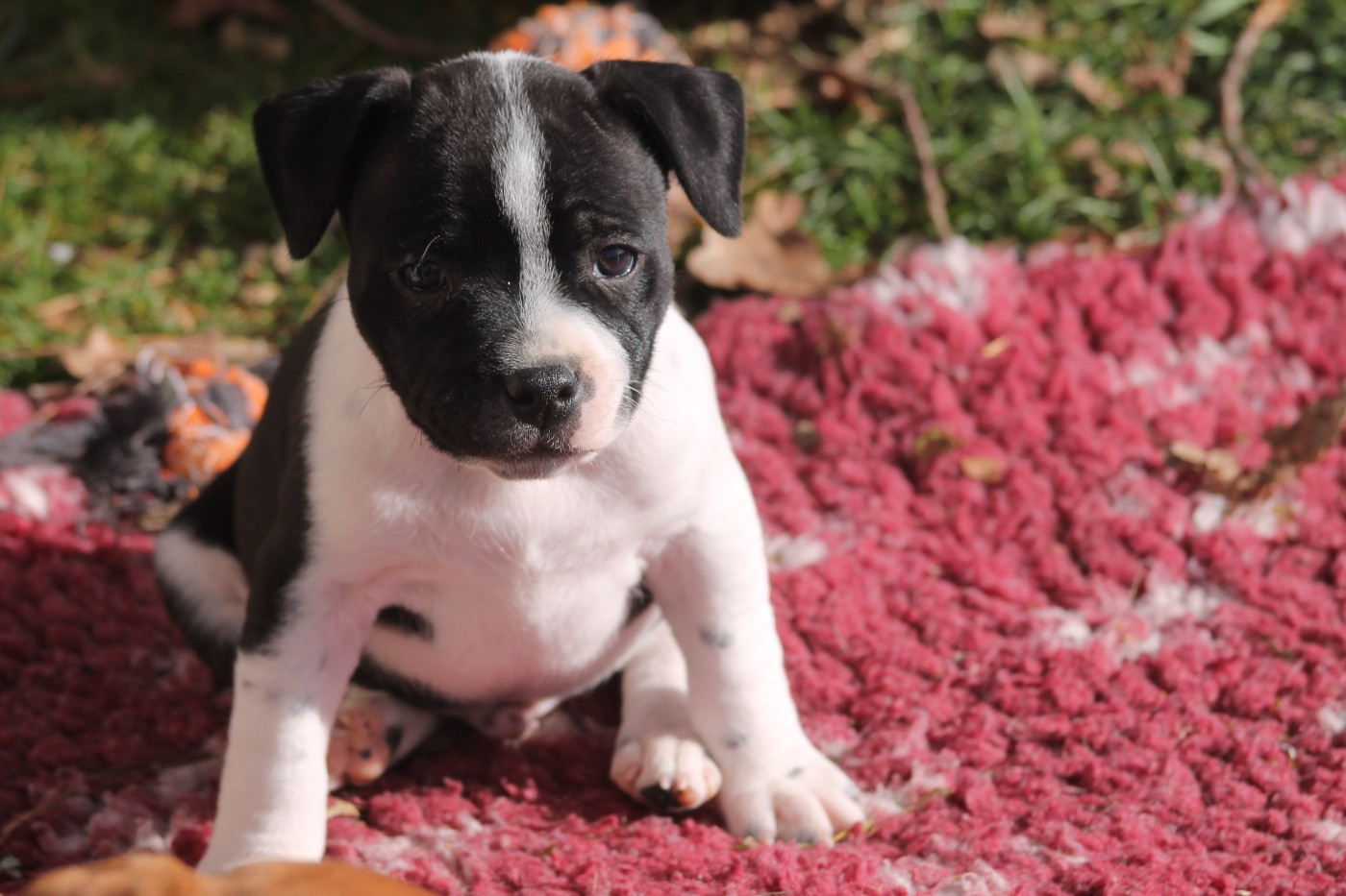 Of Suprême Staffy's - Chiots disponibles - Staffordshire Bull Terrier