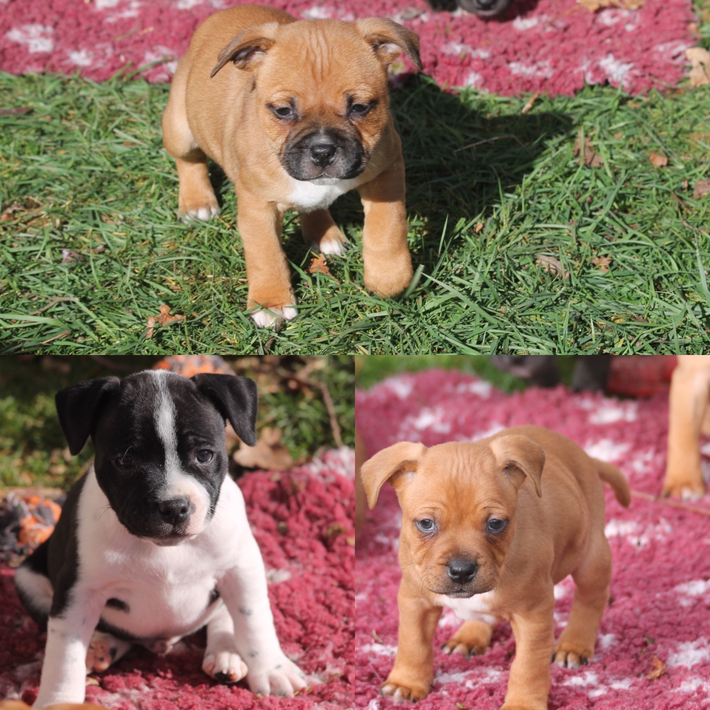 Chiot Staffordshire Bull Terrier Of Suprême Staffy's