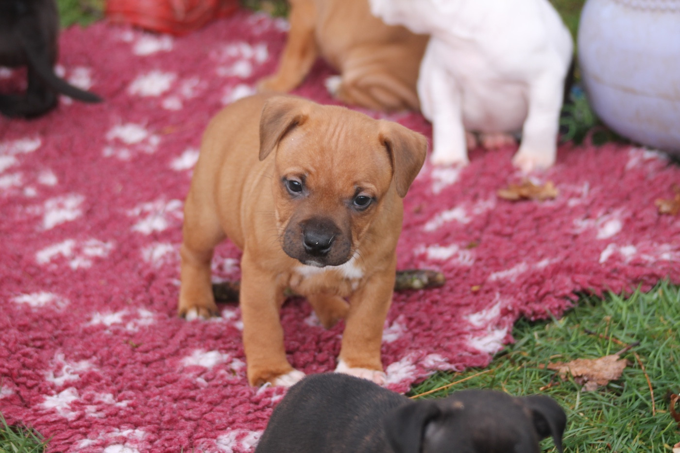 Of Suprême Staffy's - Chiots disponibles - Staffordshire Bull Terrier