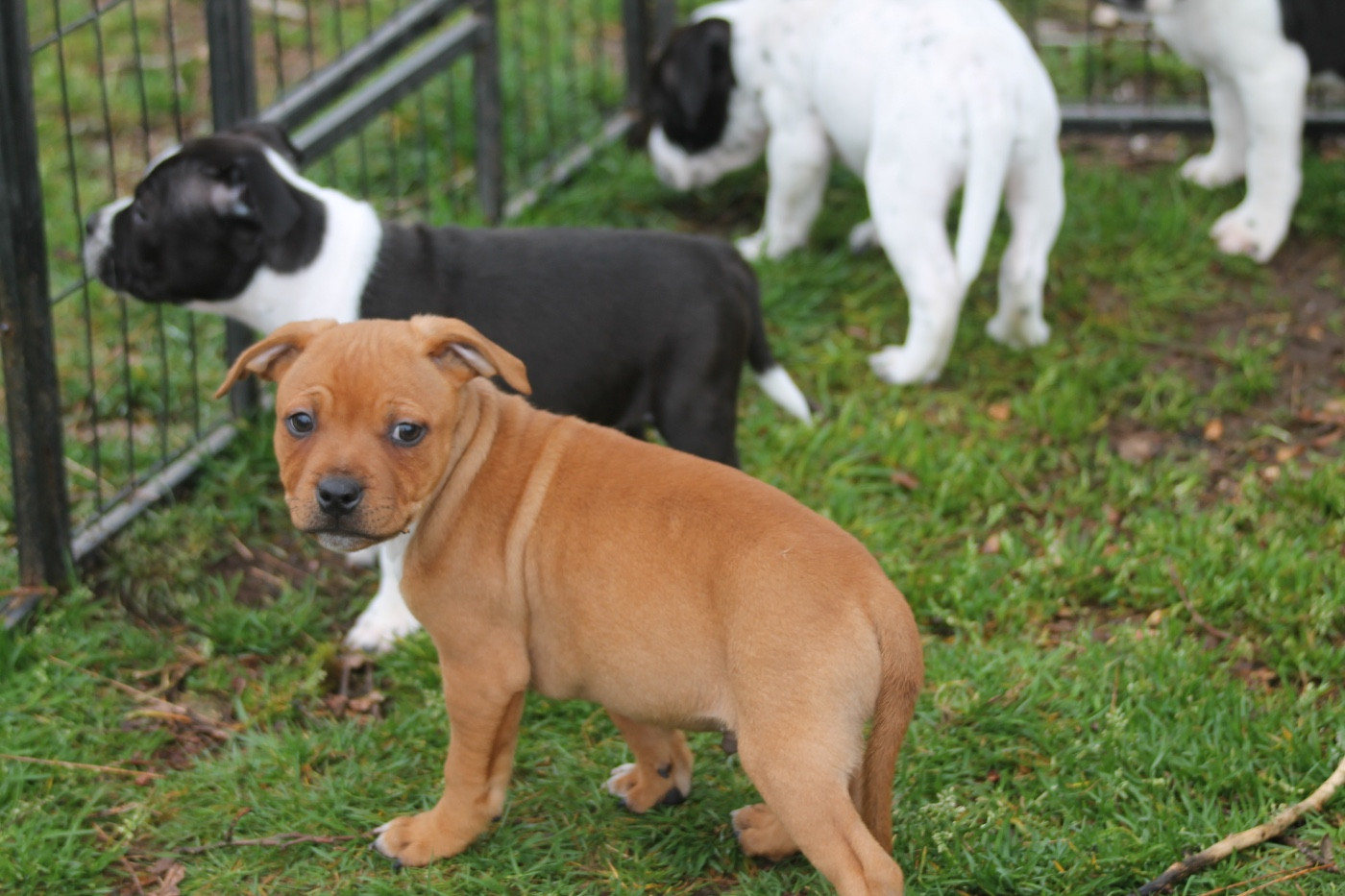 Of Suprême Staffy's - Chiots disponibles - Staffordshire Bull Terrier