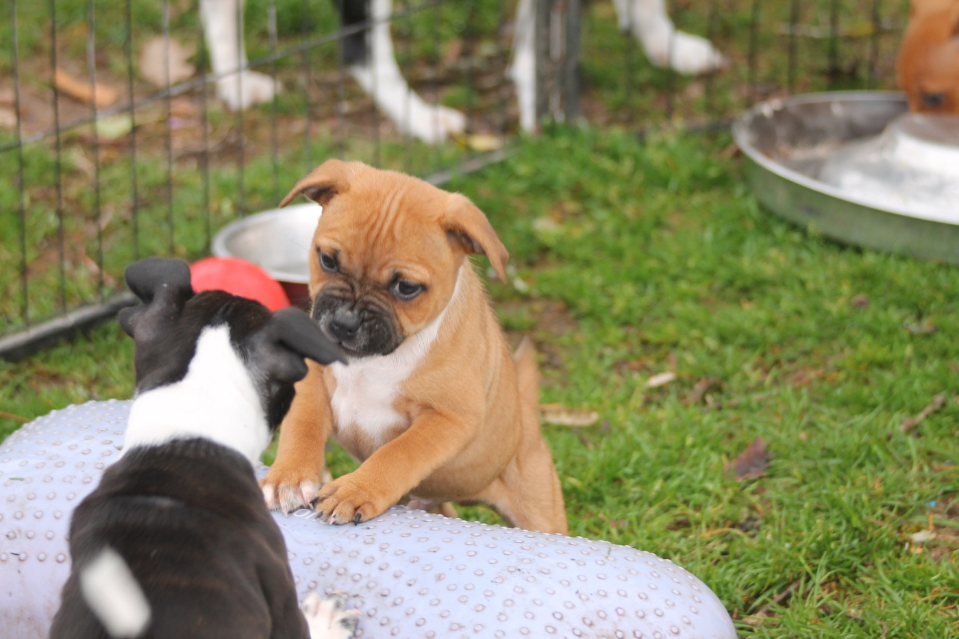 Of Suprême Staffy's - Chiots disponibles - Staffordshire Bull Terrier