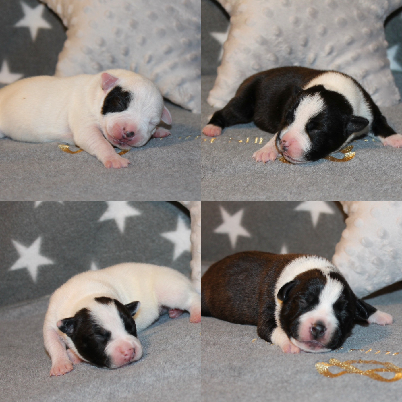 Chiot Staffordshire Bull Terrier Of Suprême Staffy's