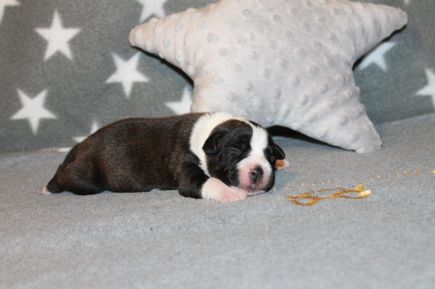 Of Suprême Staffy's - Chiots disponibles - Staffordshire Bull Terrier
