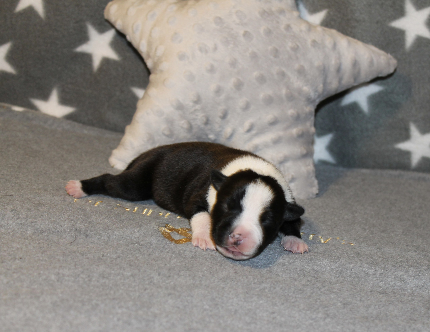 Of Suprême Staffy's - Chiots disponibles - Staffordshire Bull Terrier