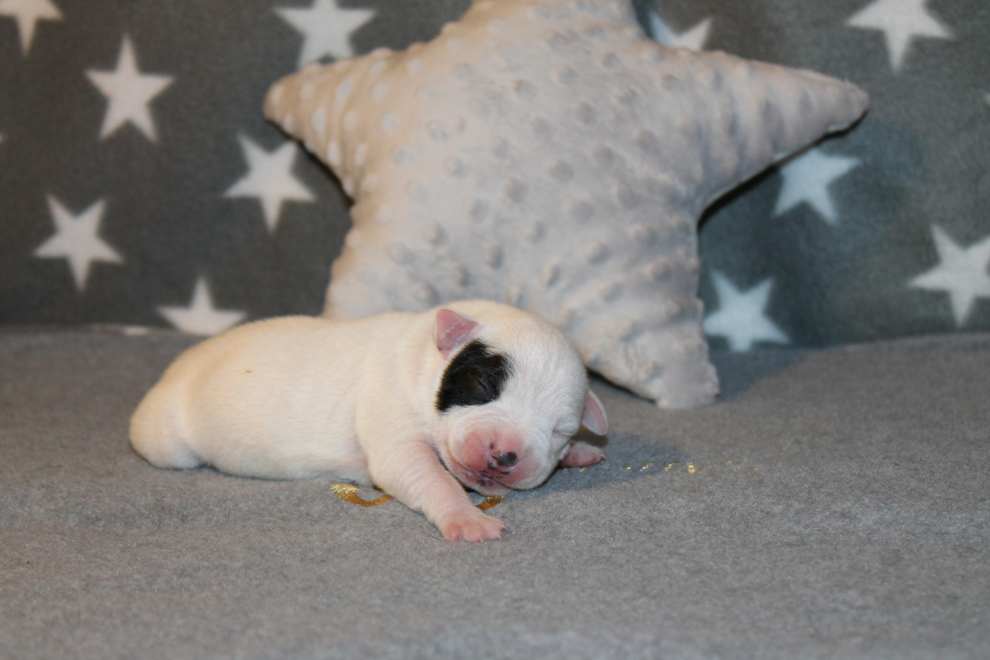 Of Suprême Staffy's - Chiots disponibles - Staffordshire Bull Terrier