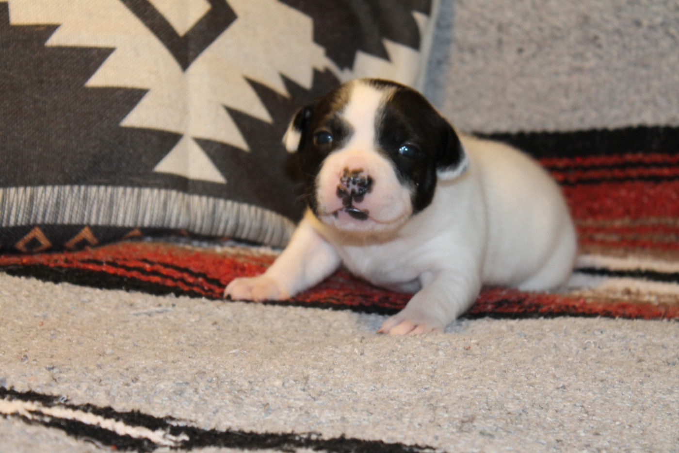 Of Suprême Staffy's - Chiots disponibles - Staffordshire Bull Terrier