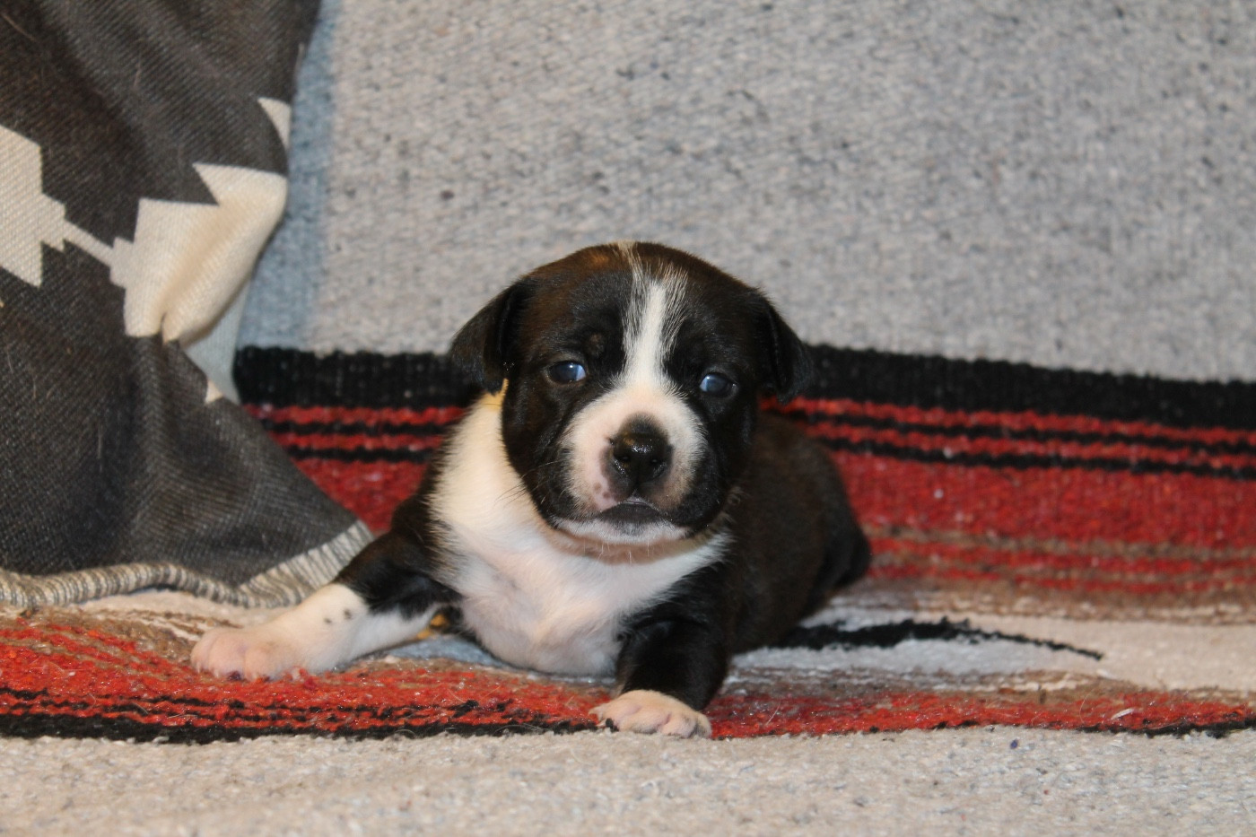 Of Suprême Staffy's - Chiots disponibles - Staffordshire Bull Terrier