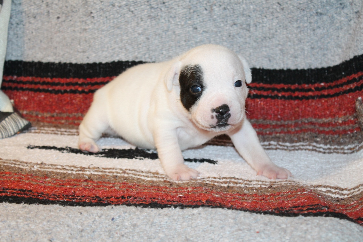 Of Suprême Staffy's - Chiots disponibles - Staffordshire Bull Terrier