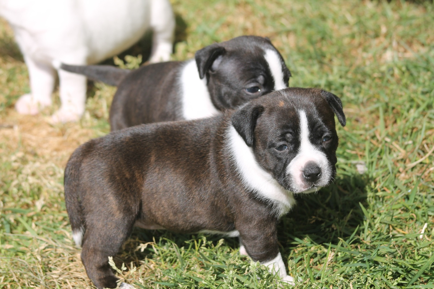 Of Suprême Staffy's - Chiots disponibles - Staffordshire Bull Terrier