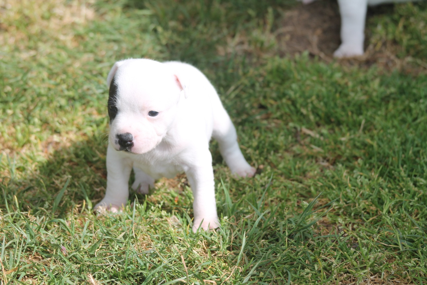 Of Suprême Staffy's - Chiots disponibles - Staffordshire Bull Terrier