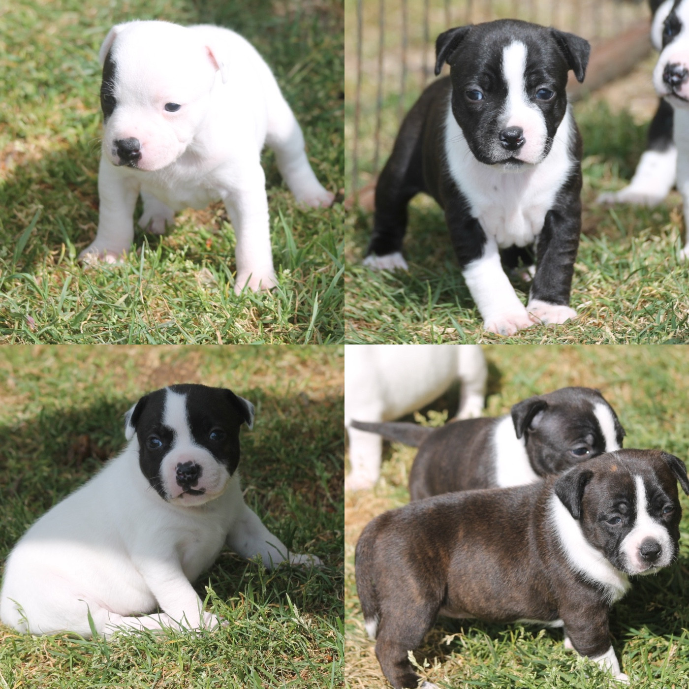 Chiot Staffordshire Bull Terrier Of Suprême Staffy's