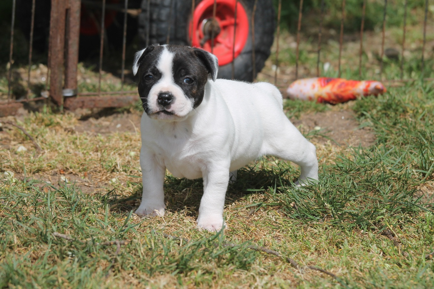 Of Suprême Staffy's - Chiots disponibles - Staffordshire Bull Terrier