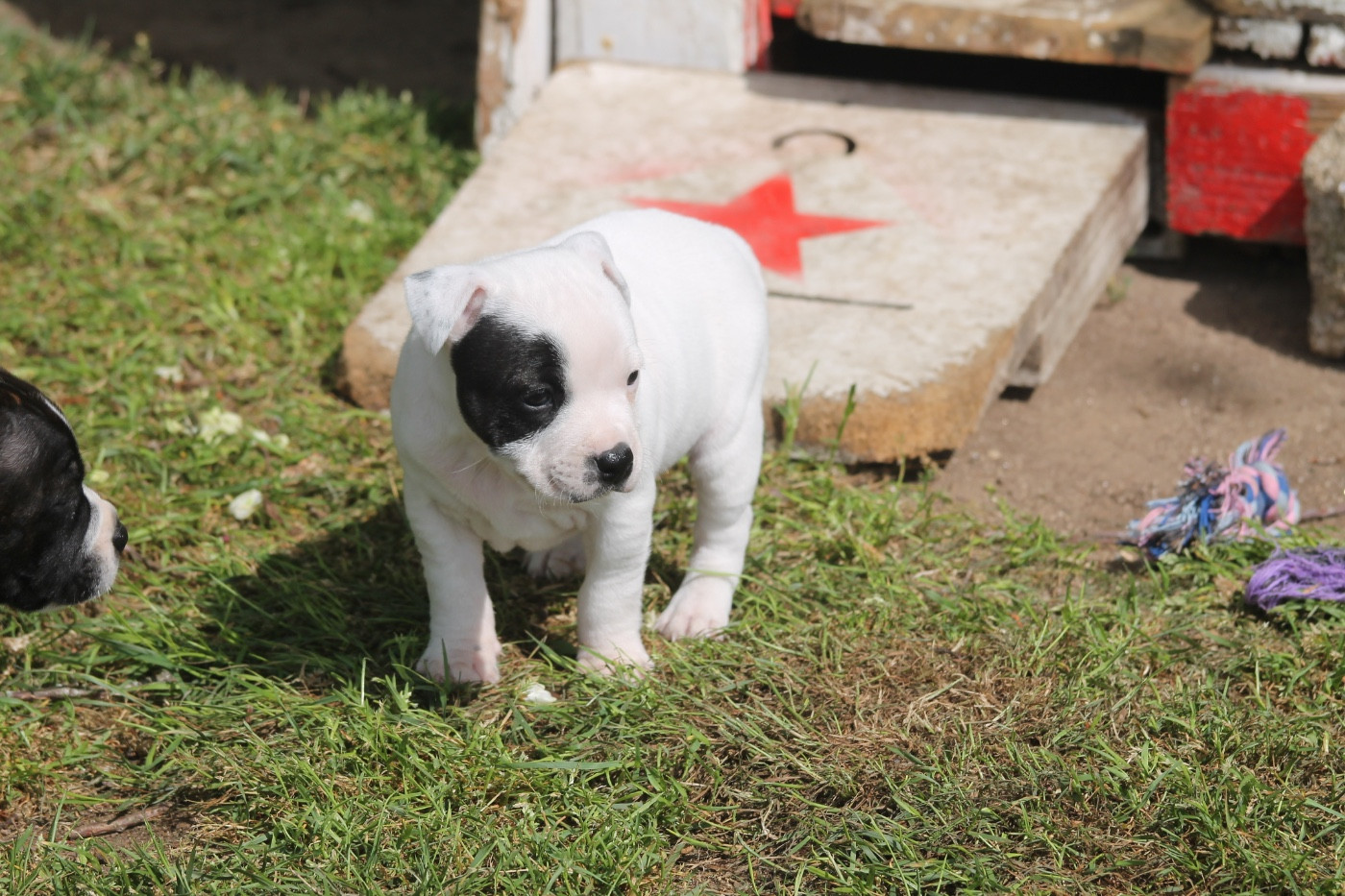 Of Suprême Staffy's - Chiots disponibles - Staffordshire Bull Terrier
