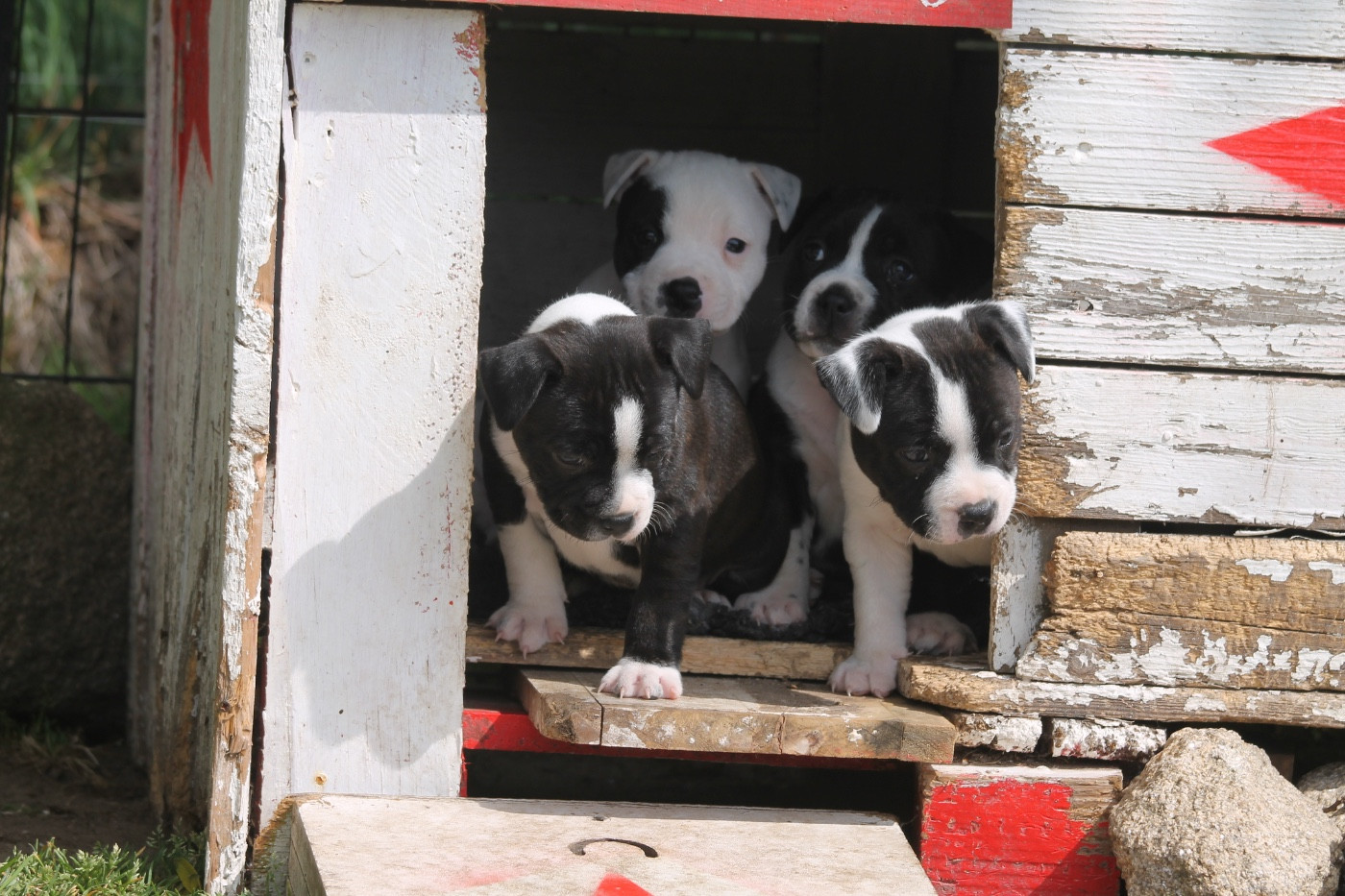 Of Suprême Staffy's - Staffordshire Bull Terrier - Portée née le 26/03/2026