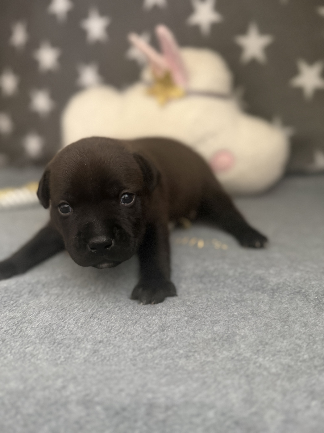 Of Suprême Staffy's - Chiots disponibles - Staffordshire Bull Terrier