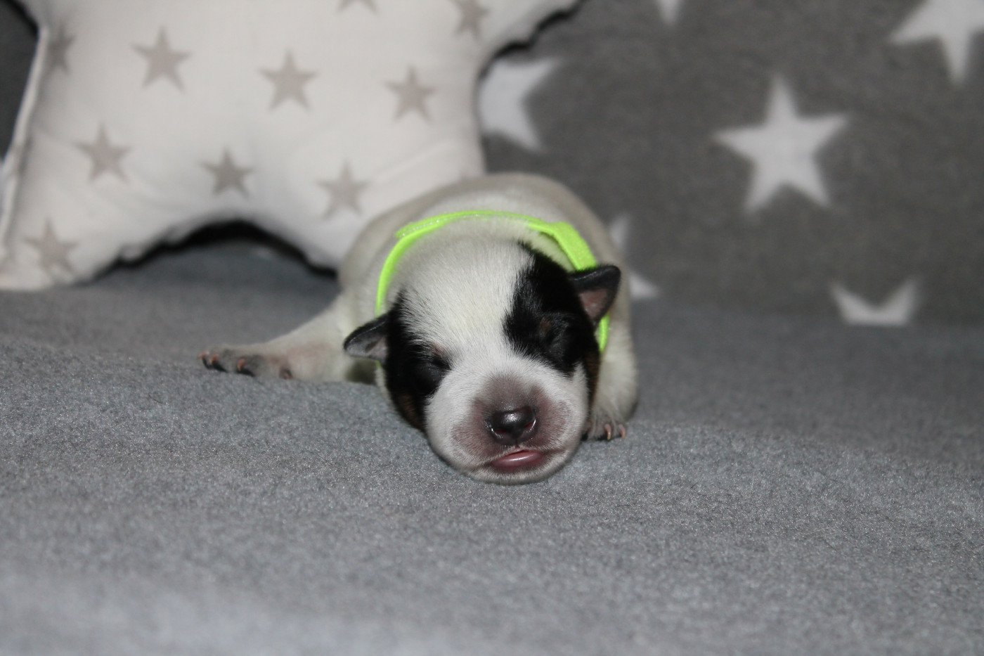 Of Suprême Staffy's - Chiots disponibles - Bouvier australien