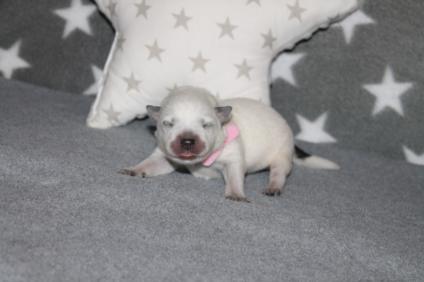 Of Suprême Staffy's - Chiots disponibles - Bouvier australien