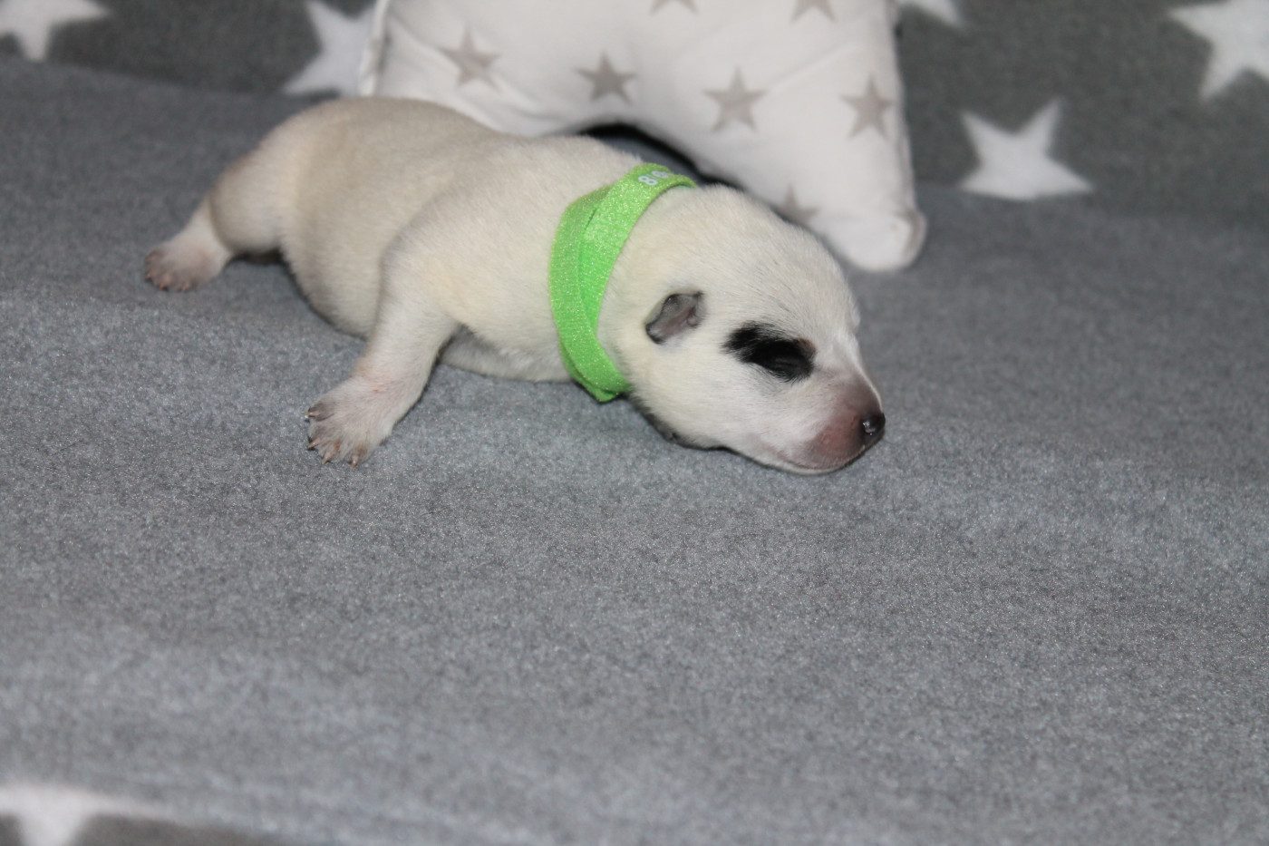 Of Suprême Staffy's - Chiots disponibles - Bouvier australien