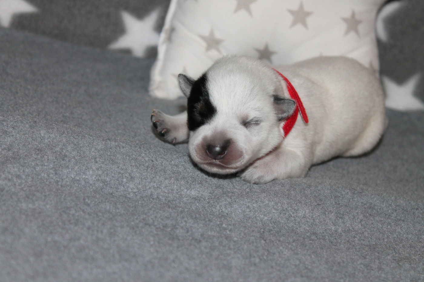 Of Suprême Staffy's - Chiots disponibles - Bouvier australien