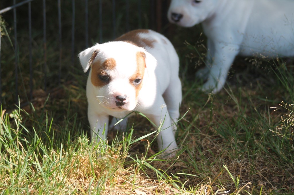 Of Suprême Staffy's - Chiots disponibles - Staffordshire Bull Terrier