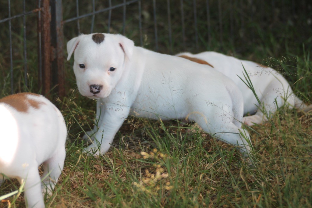 Of Suprême Staffy's - Chiots disponibles - Staffordshire Bull Terrier