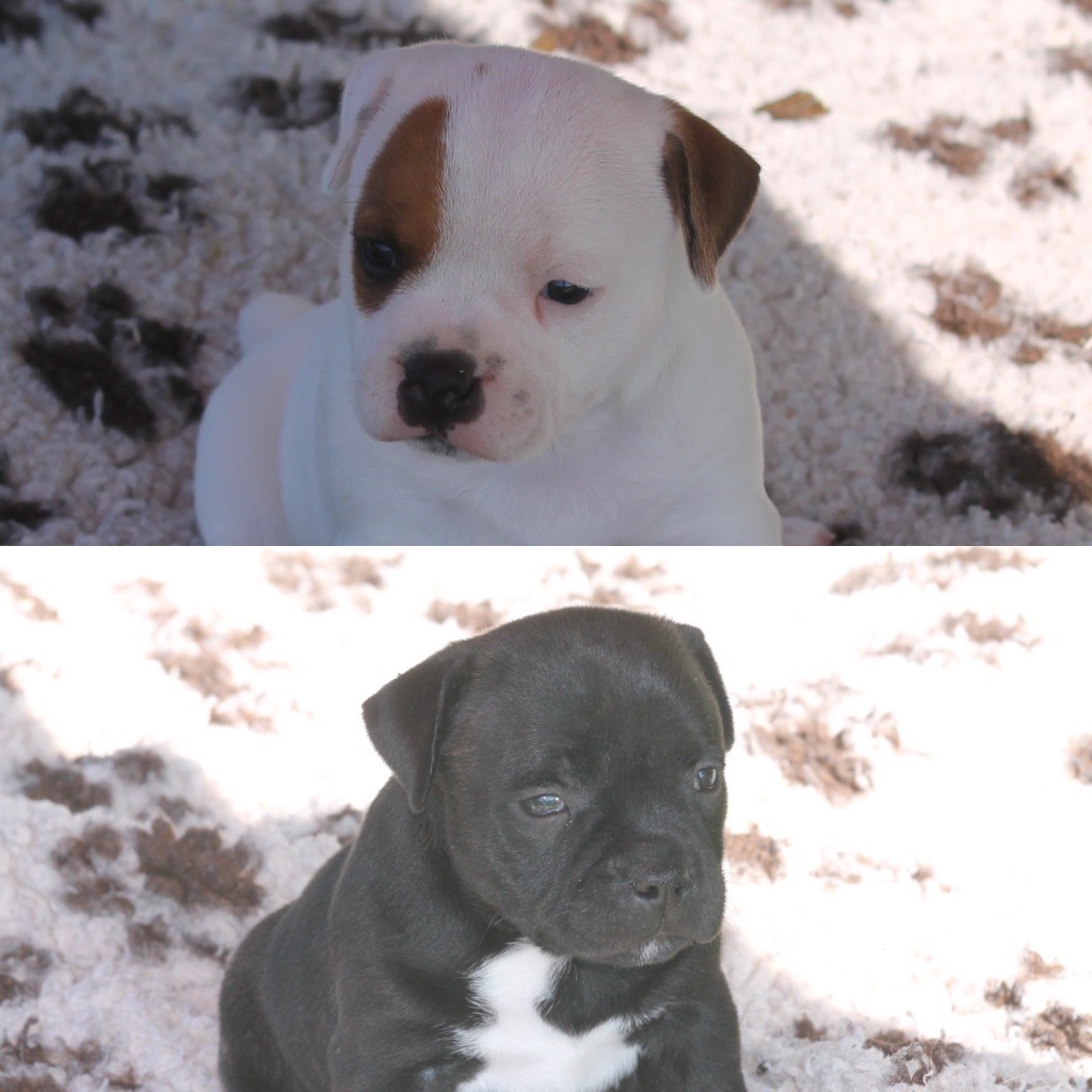 Chiot Staffordshire Bull Terrier Of Suprême Staffy's