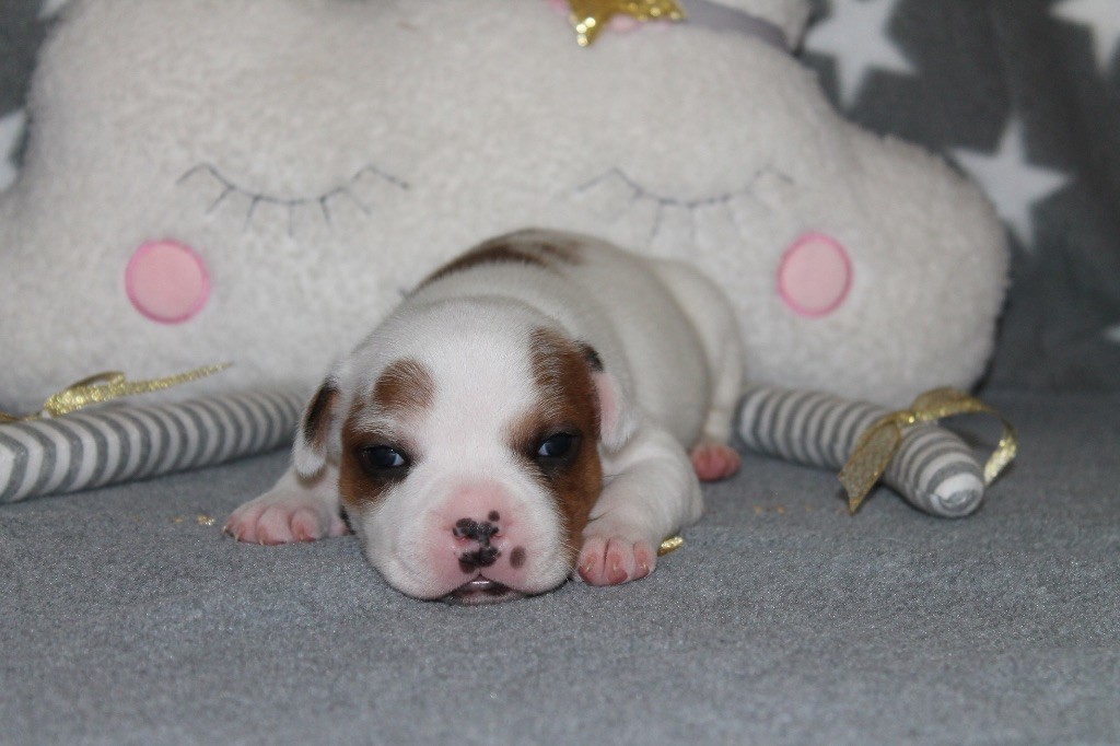 Of Suprême Staffy's - Chiots disponibles - Staffordshire Bull Terrier