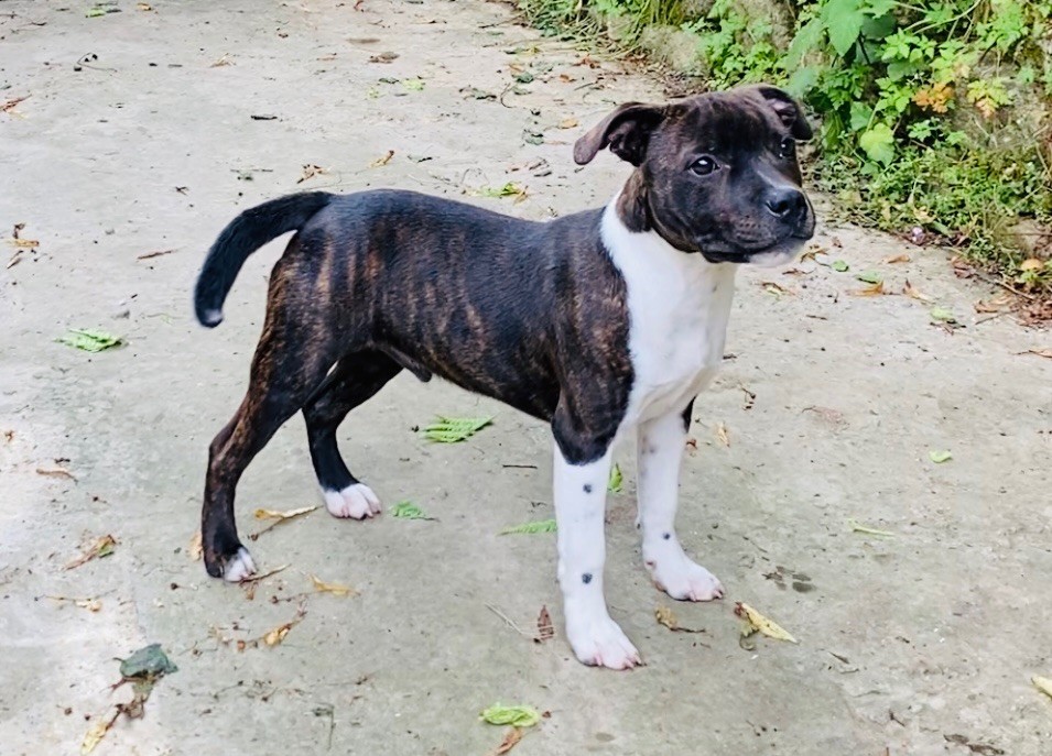 Chiot Staffordshire Bull Terrier Of Suprême Staffy's