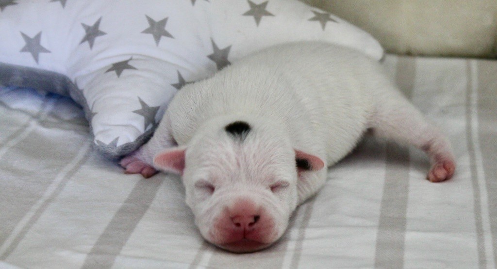 Of Suprême Staffy's - Chiots disponibles - Staffordshire Bull Terrier