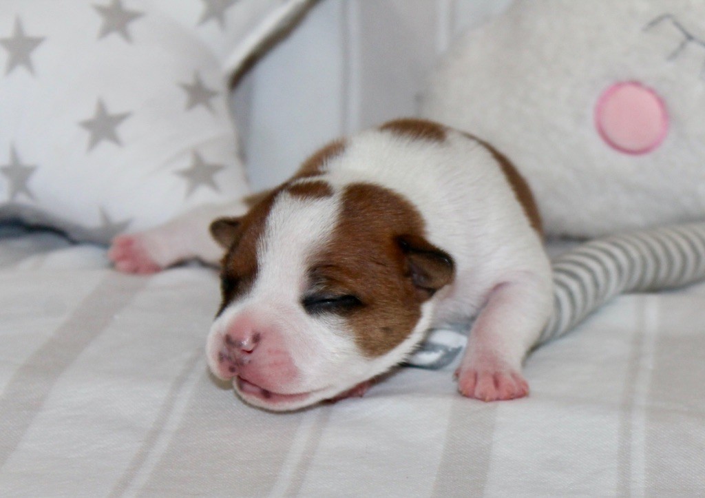 Of Suprême Staffy's - Chiots disponibles - Staffordshire Bull Terrier