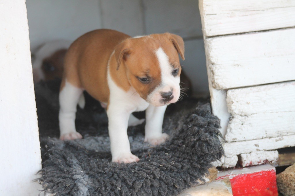 Of Suprême Staffy's - Chiots disponibles - Staffordshire Bull Terrier