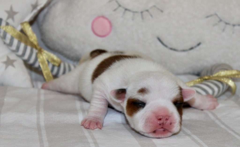 Of Suprême Staffy's - Chiots disponibles - Staffordshire Bull Terrier