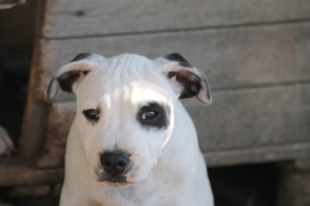 Vertigo of supreme staffy?s 