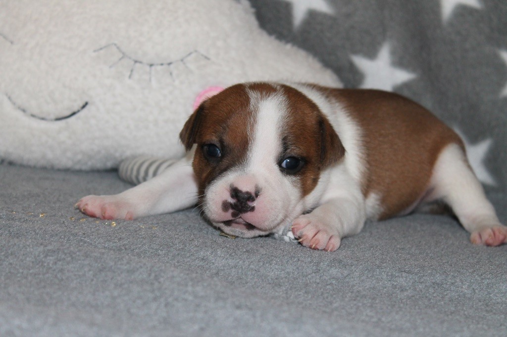 Of Suprême Staffy's - Chiots disponibles - Staffordshire Bull Terrier