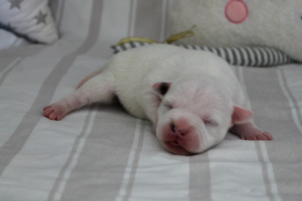 Of Suprême Staffy's - Chiots disponibles - Staffordshire Bull Terrier