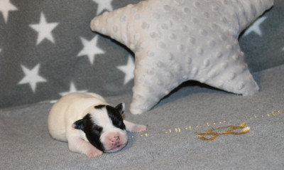 Bruce Wayne Of Supreme Staffy s