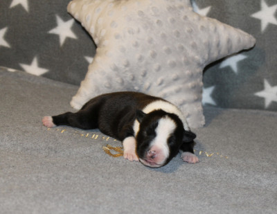 Beauty or beast of Supreme Staffy s