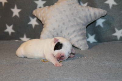 Baba cool Of Suprême Staffy s