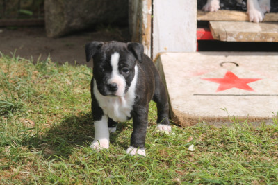 Beauty or beast of Supreme Staffy s